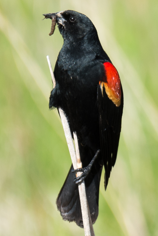Red-Winged Blackbird with Grub, Monte Vista Wildlife Refuge, CO ...